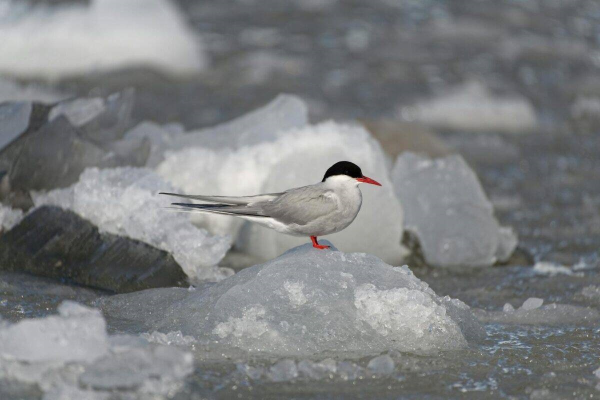 Фото с сайта: https://www.animalsaroundtheglobe.com/this-tiny-bird-travels-farther-than-any-other-animal-on-earth-2-342159/