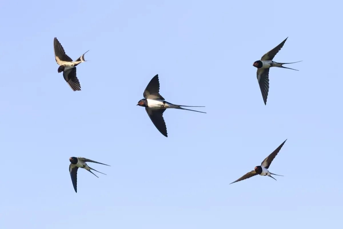 Фото с сайта: https://goodimages.ru/photo/kartinka-k-soobshcheniiu-pro-ptits-lastochek/