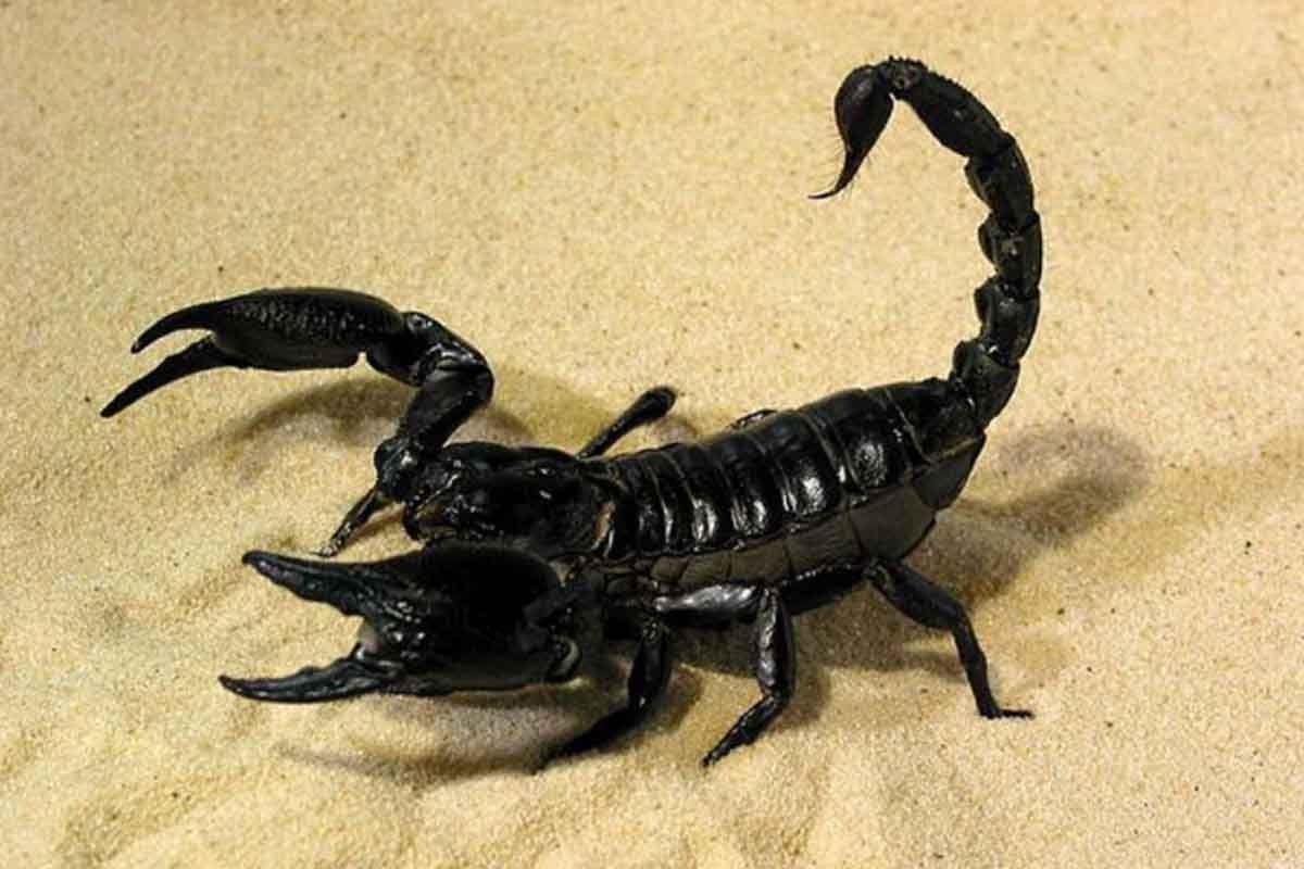 Фото с сайта: https://aquariumbreeder.com/the-most-popular-scorpion-species-suitable-as-pets/