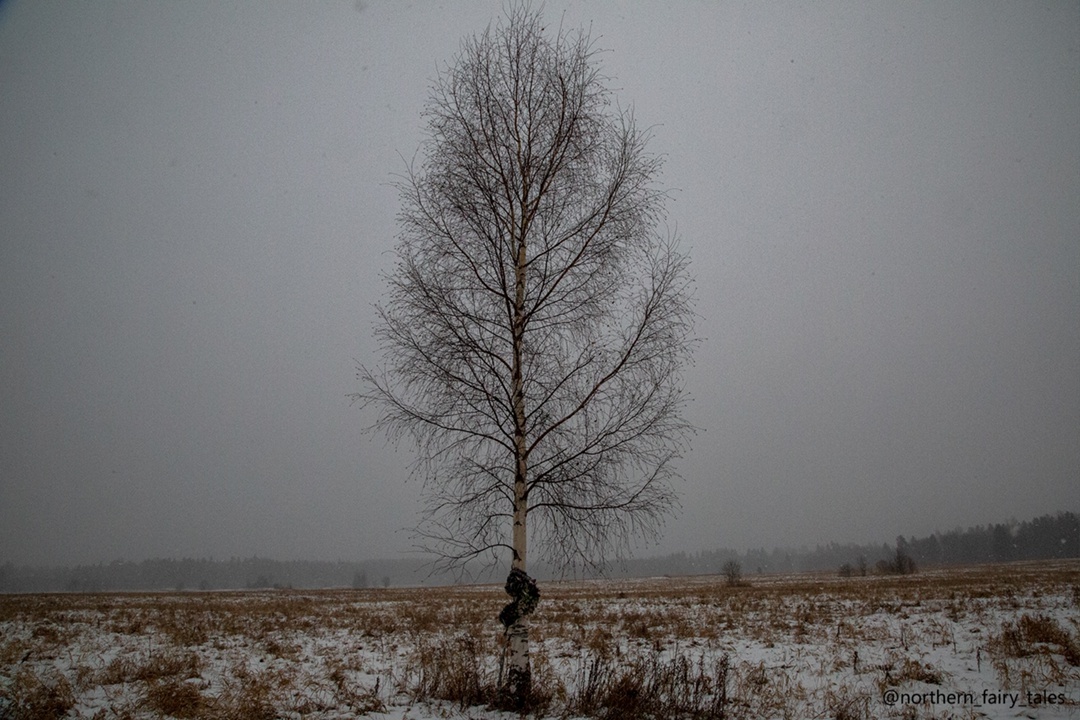 Просто дерево в чистом поле с притороченным похоронным венком