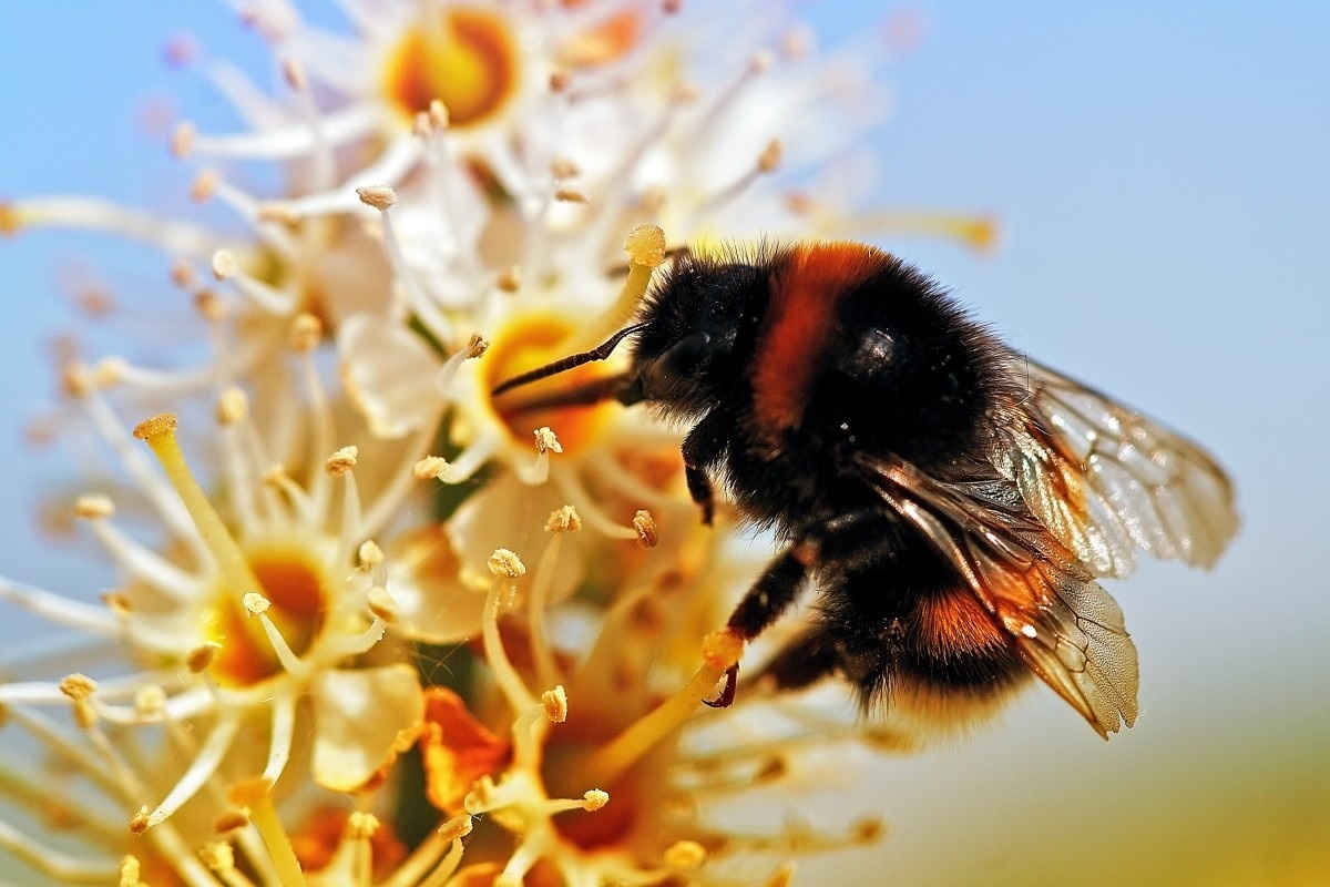 Фото с сайта: https://pxhere.com/id/photo/131490