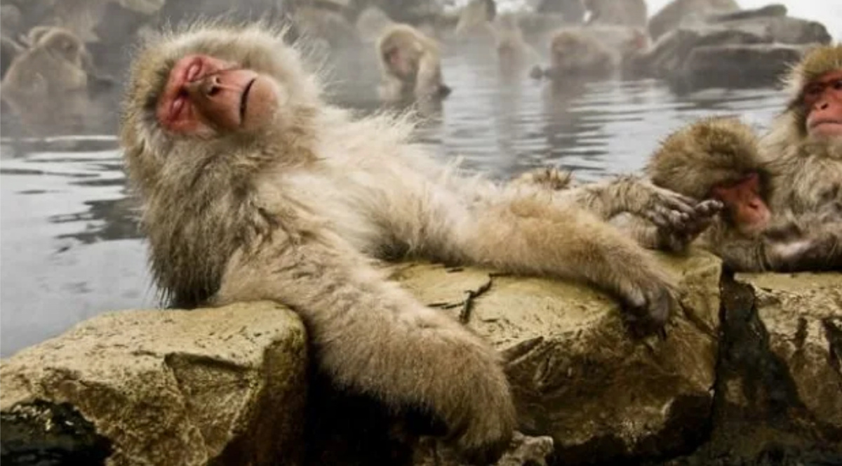 Вот так! (Фото из интернет)