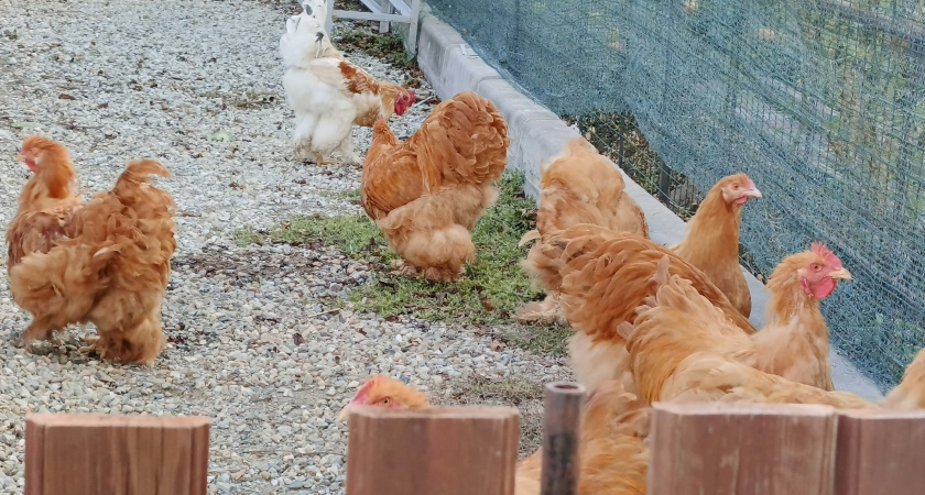    Ложка в день зимой — и куры несутся как летом: очень простая добавка для шикарной яичной продуктивности птиц