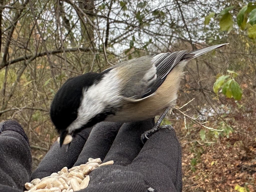 Черношапочная гаичка, фото joy4birds
