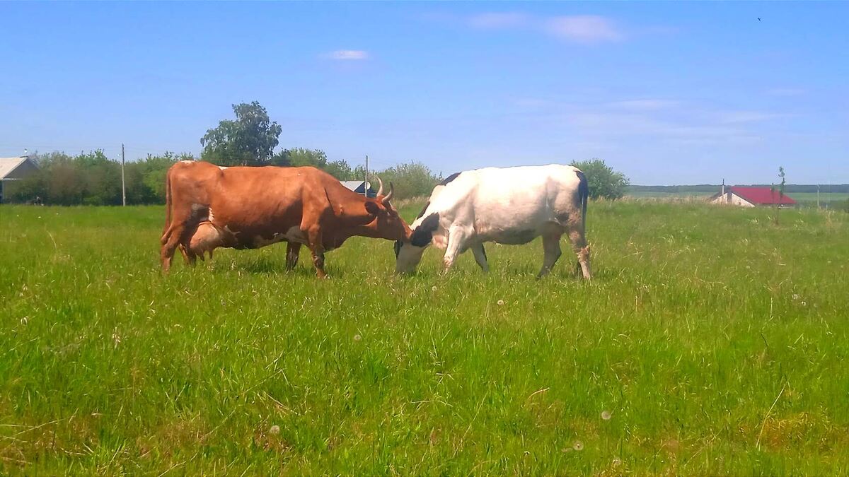 Коровы. Просто коровы