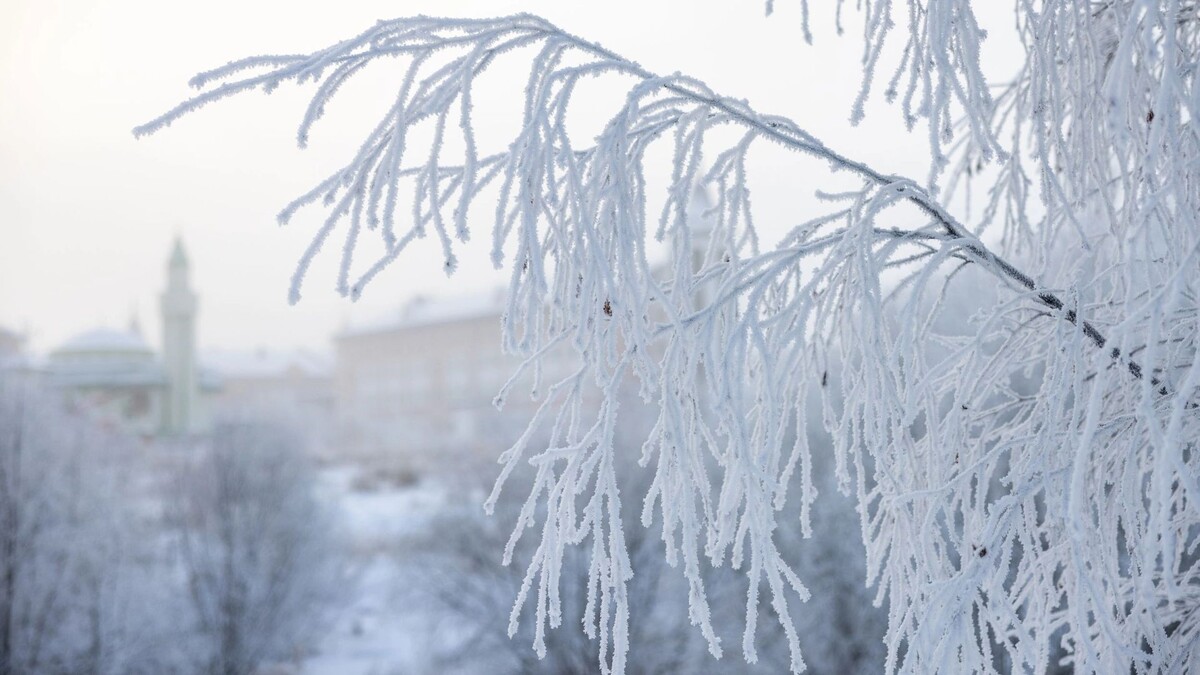    Фото: Федор Воронов / «Ямал-Медиа»