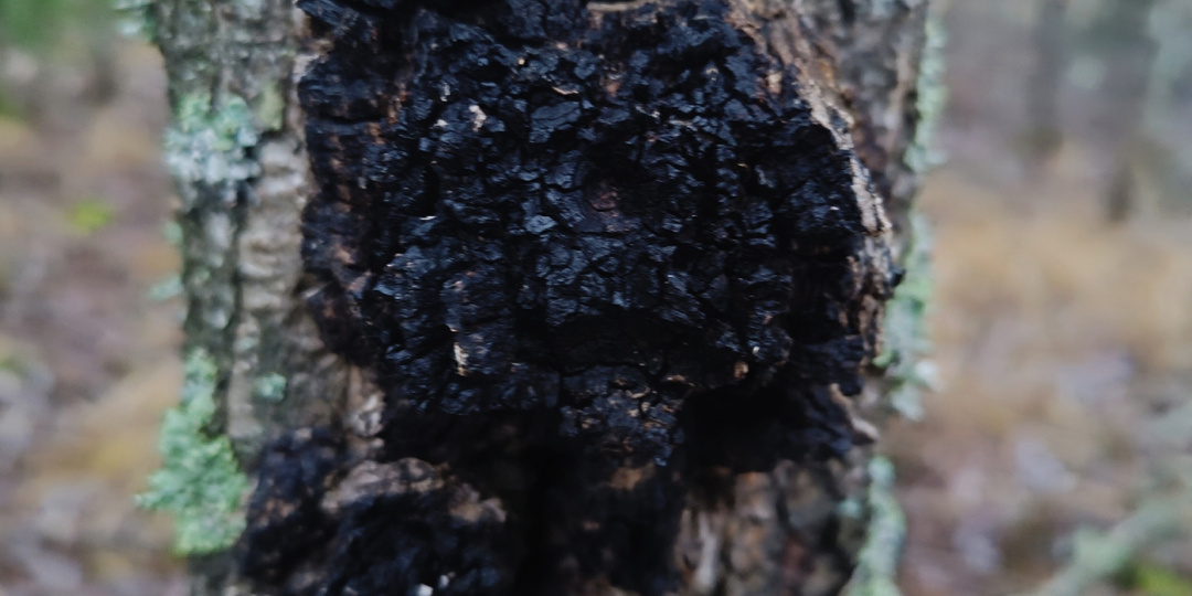 «Ярость Берсерка» и «Шёпот Валькирии»: забытые эликсиры викингов из исландских саг