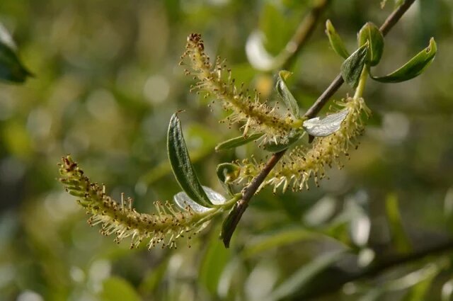    К чему снится ива?