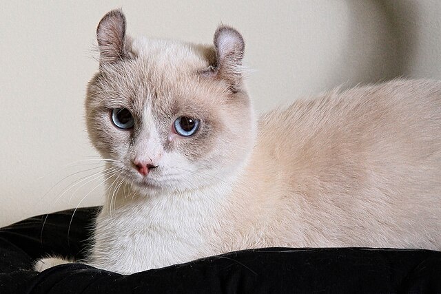 Кинкалоу – редкая порода кошек с необычным внешним видом.