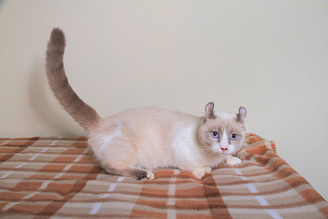 Кинкалоу – небольшая кошка с уникальными физическими характеристиками.