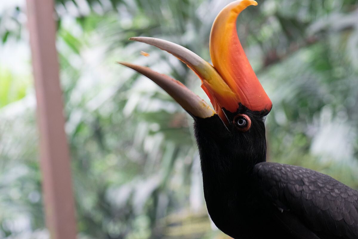 Фото с сайта: https://en.wikipedia.org/wiki/File:Rhinoceros_Hornbill_nipping_a_peanut_(24075109683).jpg