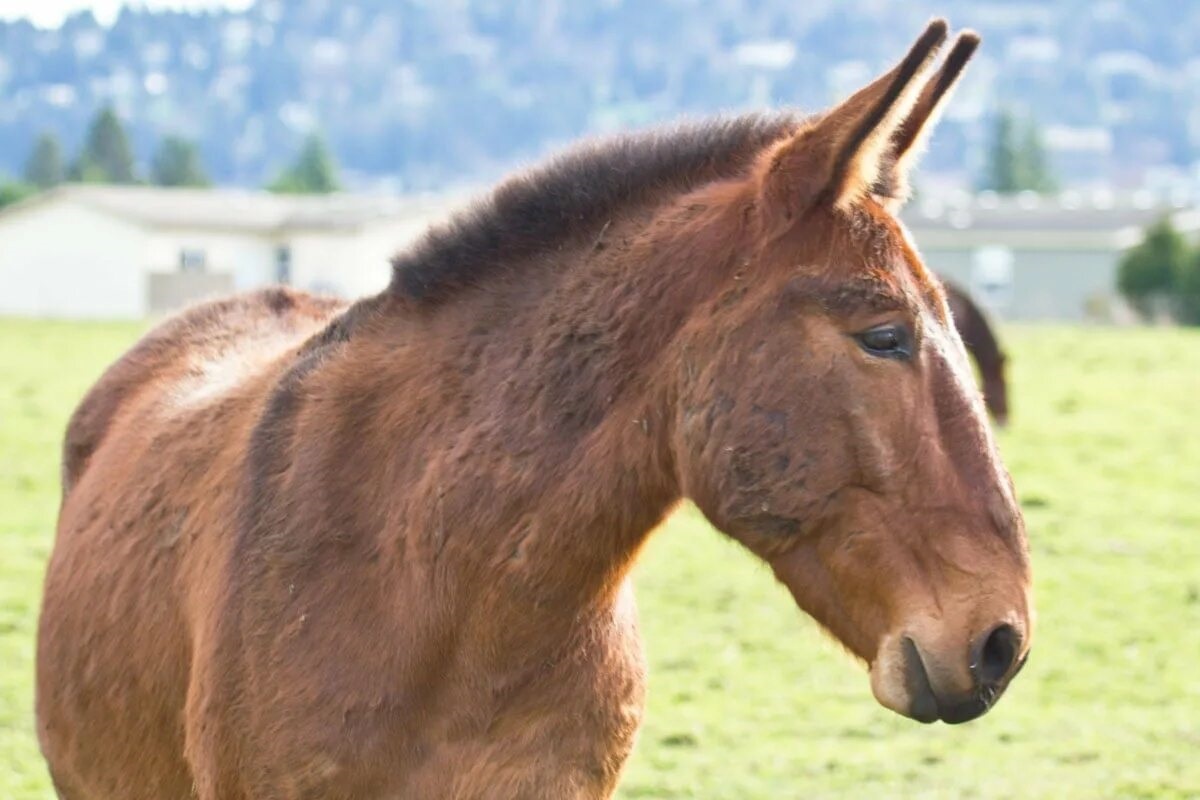 Фото с сайта: https://inventaralaintemperie.ar/diferencia+entre+mula+y+burro