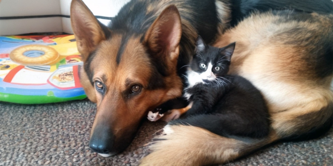 Зоомагазин