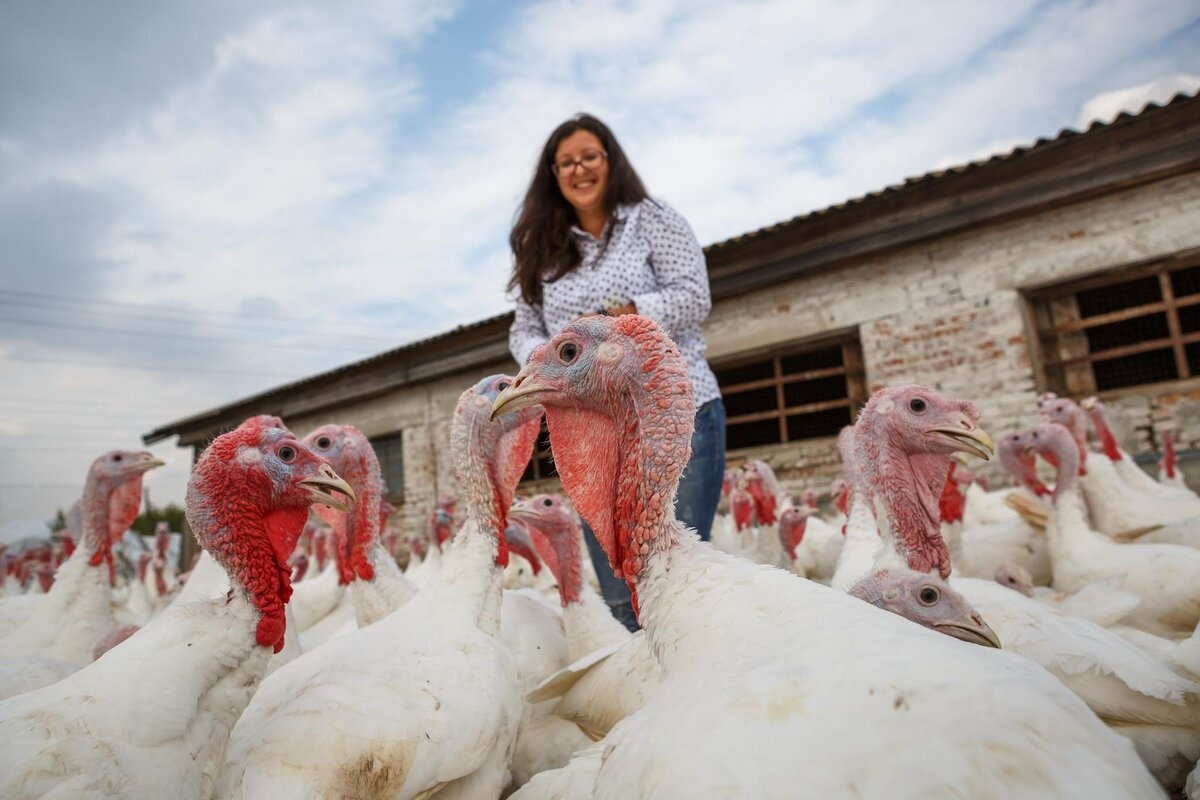 Фото с сайта: https://theloom.ru/lenta/ramonskaya-indejka-novosti