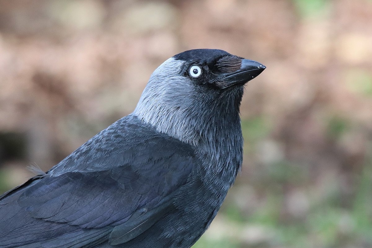 Фото с сайта: https://tr.wikipedia.org/wiki/Dosya:Western_jackdaw_-_Coloeus_monedula.jpg