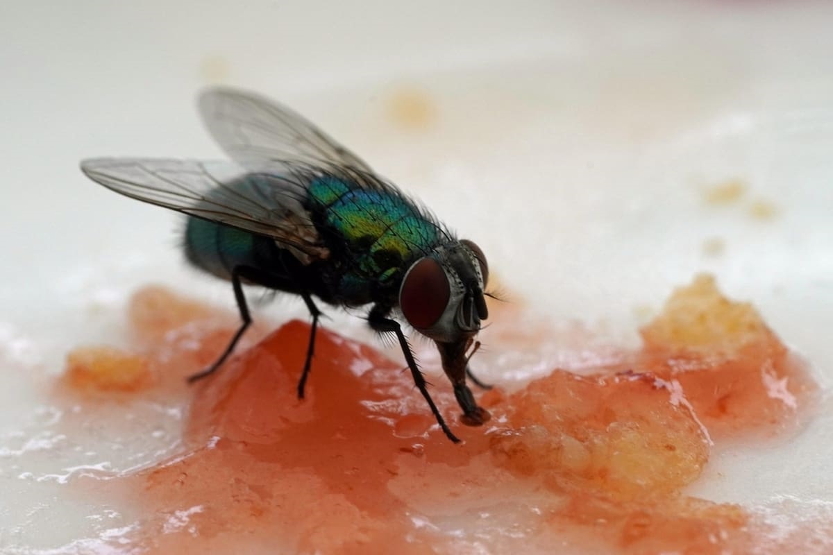 Фото с сайта: https://www.lanacion.com.ar/estados-unidos/temporada-de-moscas-en-eeuu-como-eliminarlas-con-un-ingrediente-de-cocina-que-todos-tienen-en-casa-nid24052025/