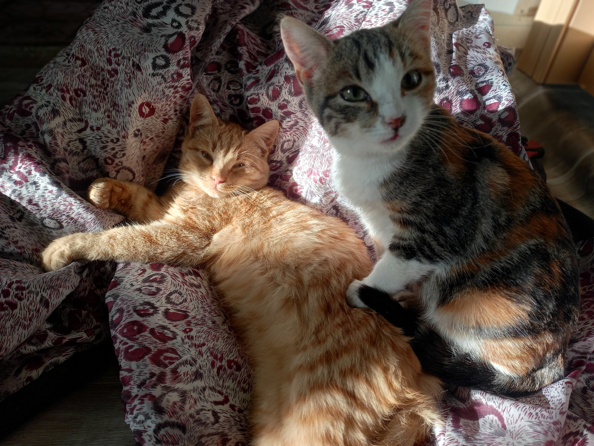 Домой запустили 