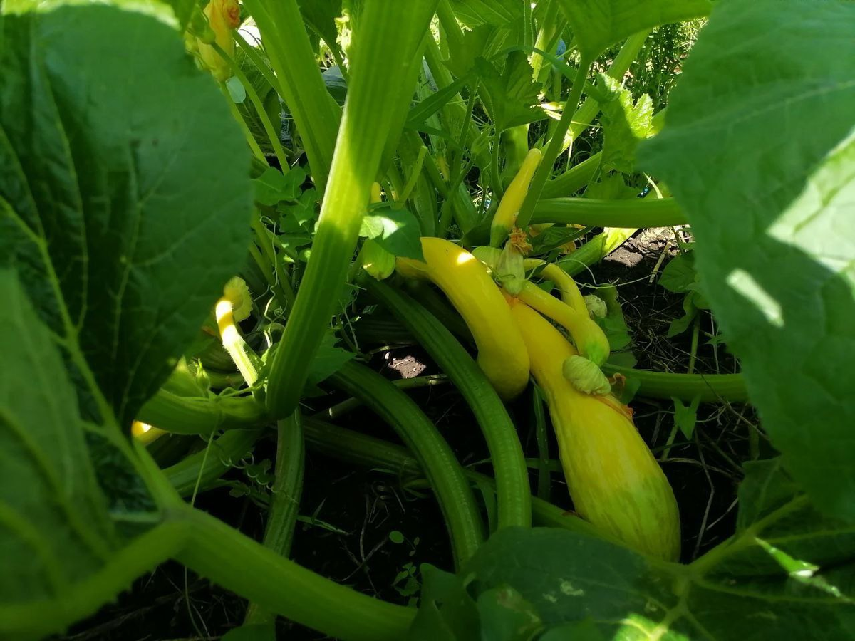 Кабачок Нежный зефир, фото автора