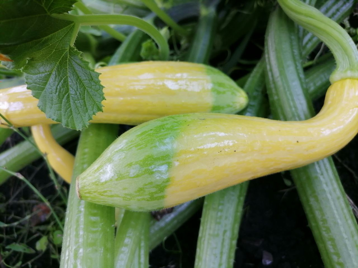 Кабачки Нежный зефир лчень красивые, фото автора