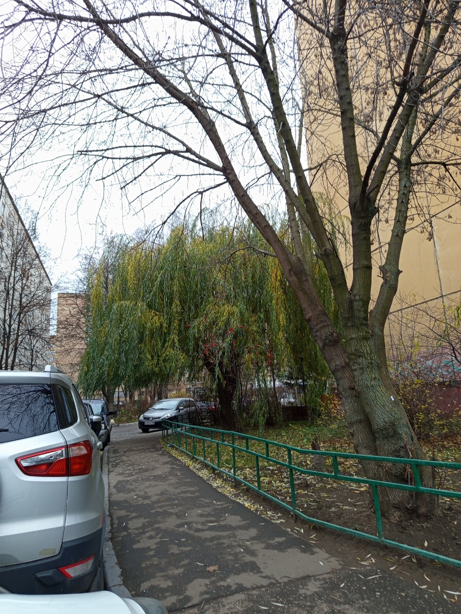 До сих пор зеленая листва, фото сделано 09.11.2025