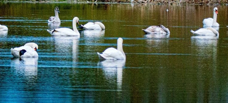     В Курске остановились лебеди-гастролеры