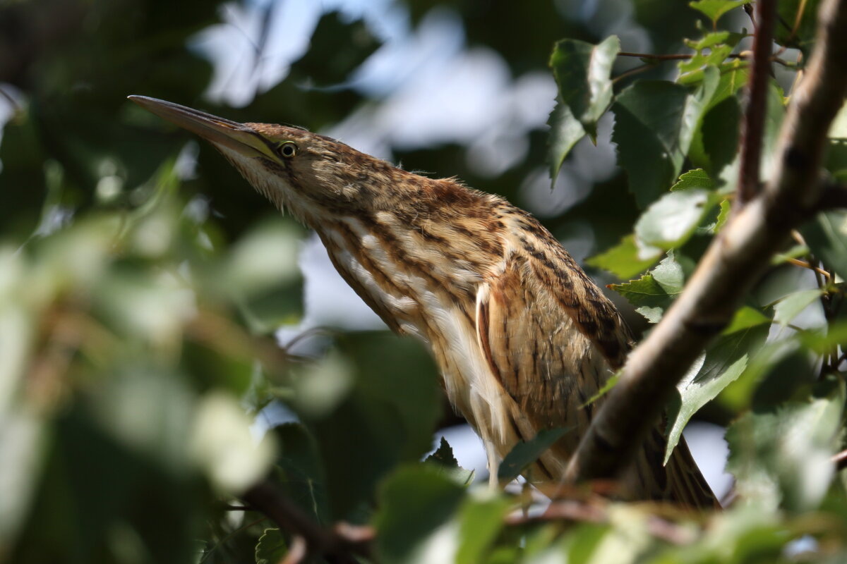 Фото с сайта: https://fotokto.ru/photo/view/7320624.html