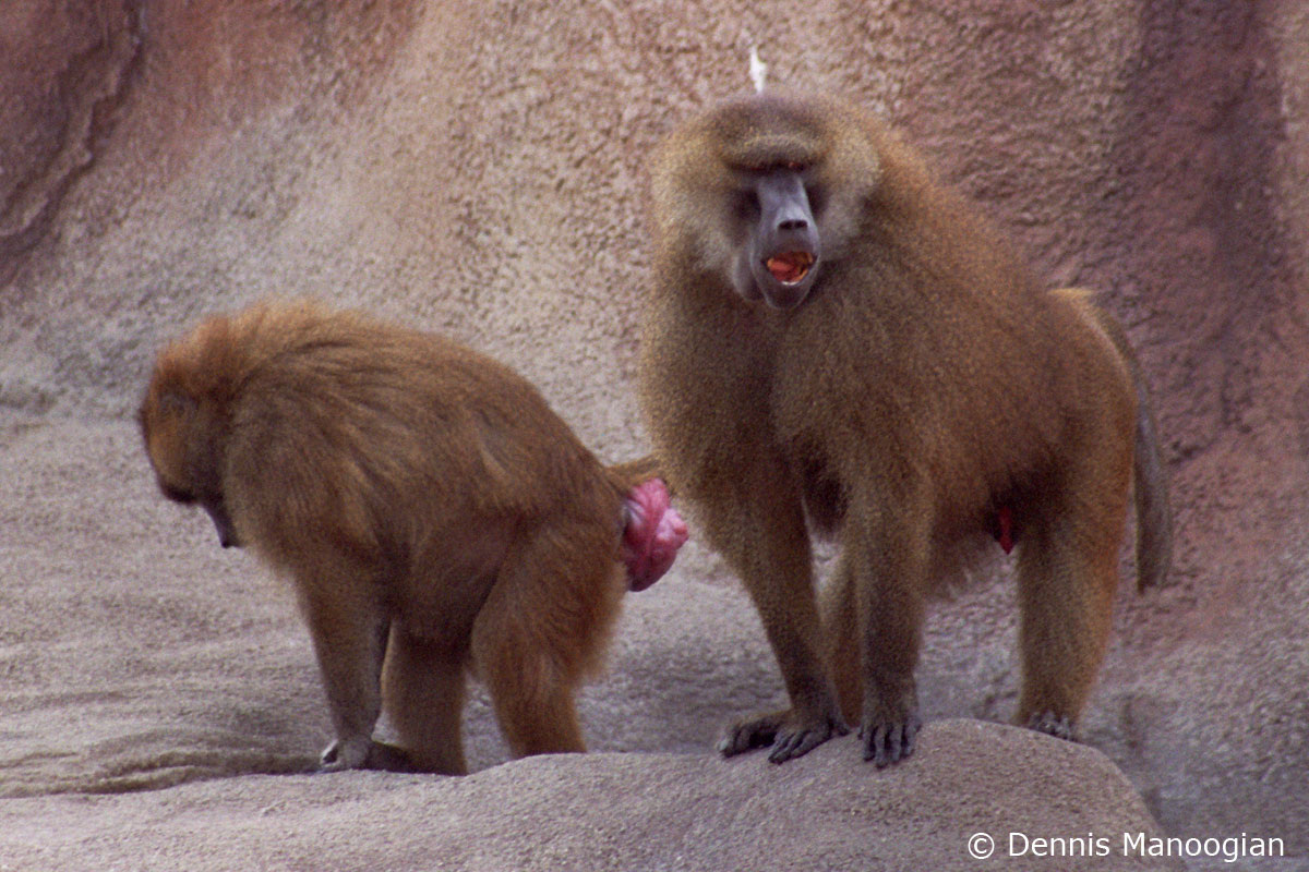 Фото с сайта: http://scientificperspective.blogspot.com/