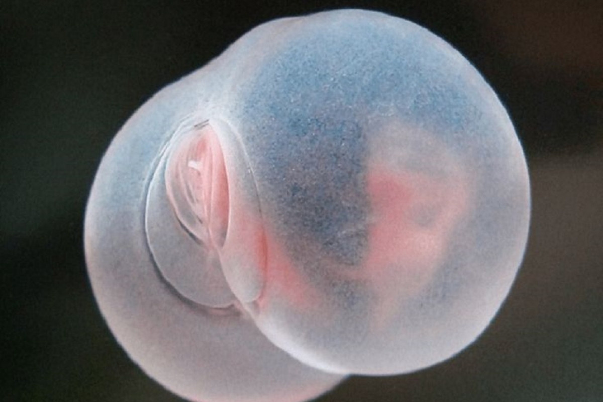 Фото с сайта: https://gulkevichi.com/exclusive/8958-pohozhe-na-svinoj-zad-strannoe-inoplanetnoe-suschestvo-nashli-v-tihom-okeane.html