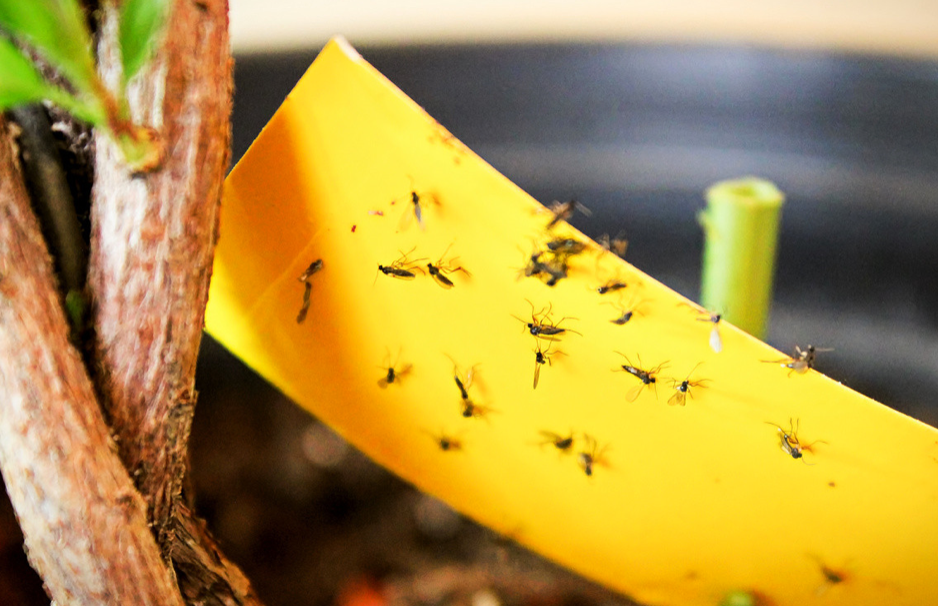 Грибные комарики на желтых липучках