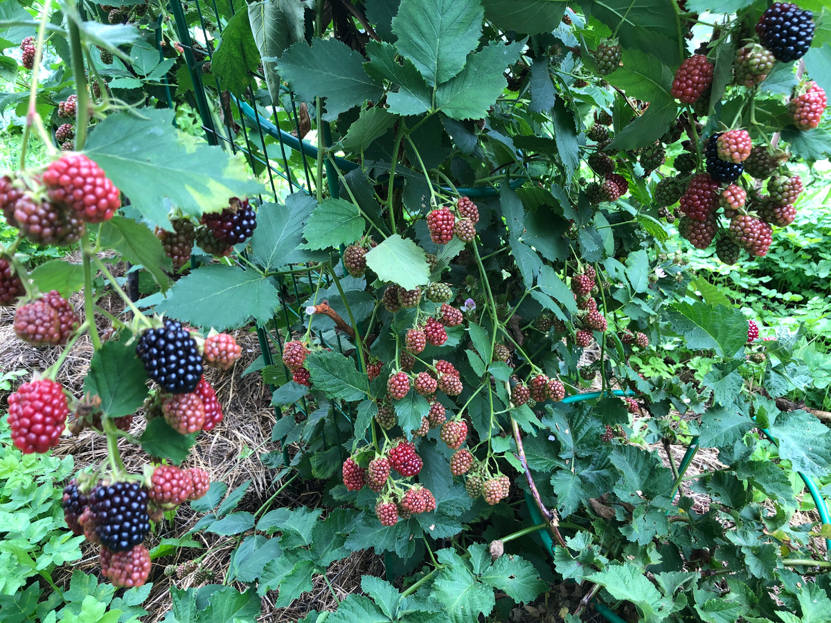 Ежевика Чачанска Бестрна -  полупрямостоячий куст