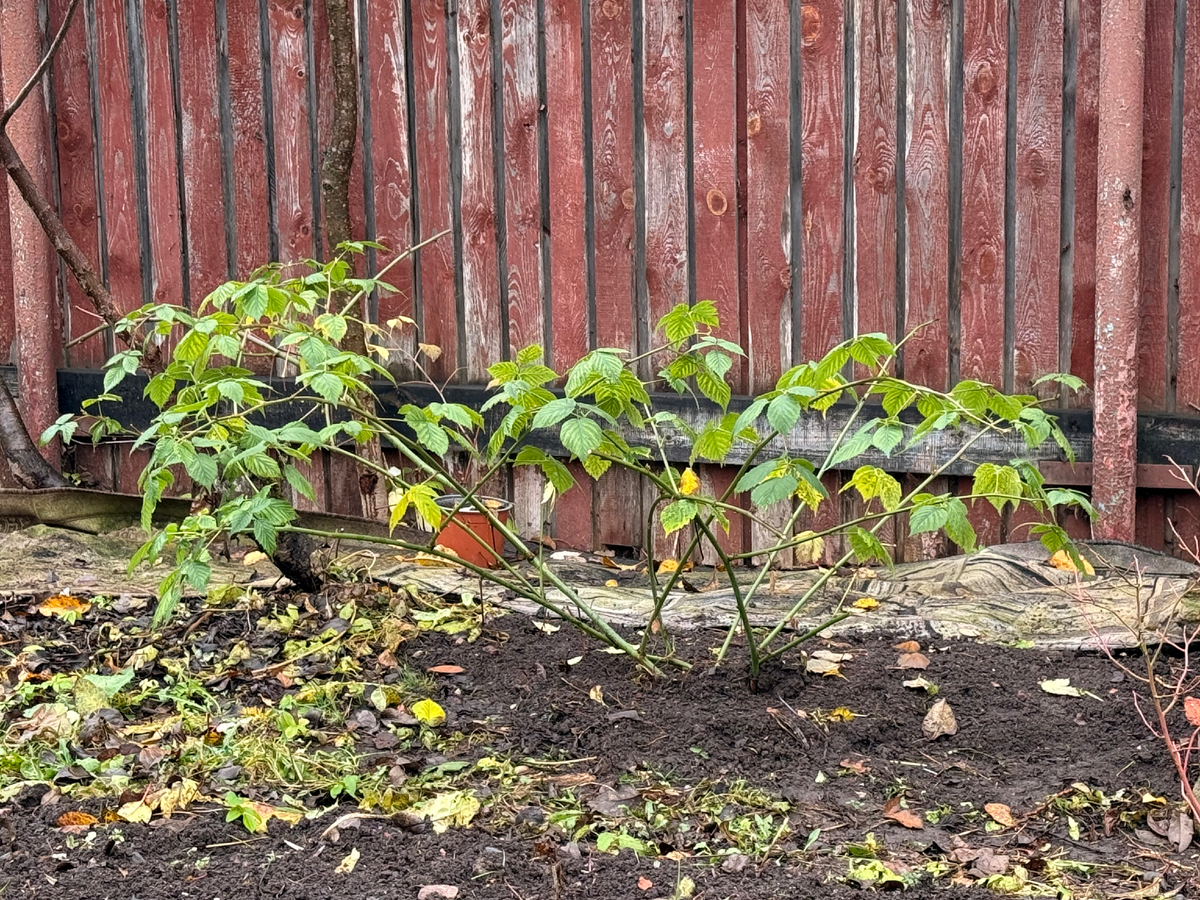 Ежевика Чачанска Бстрна после пересадки, ноябрь 2025