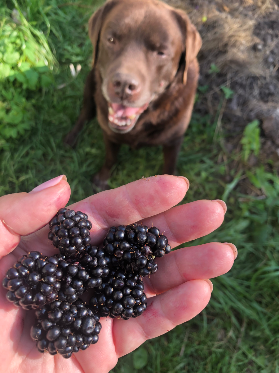 Сентябрь 2023, ягоды еще вовсю зреют!