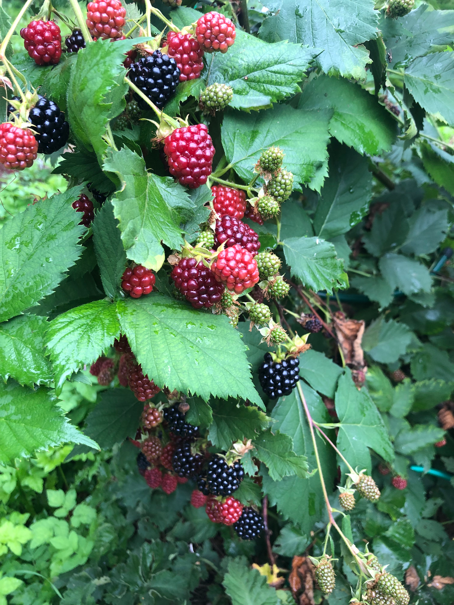 Ежевика лето 2023. Плодоношение растянутое