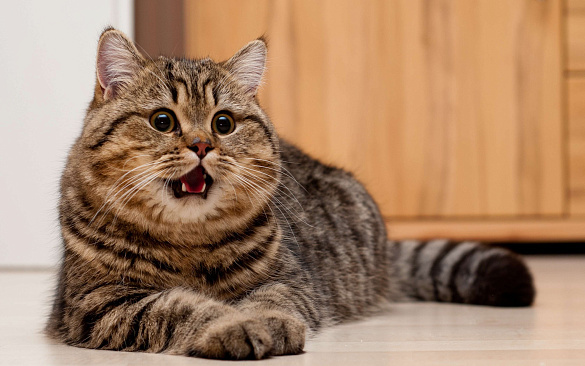 Мяукает без причины? На самом деле у вашего кота всегда есть повод