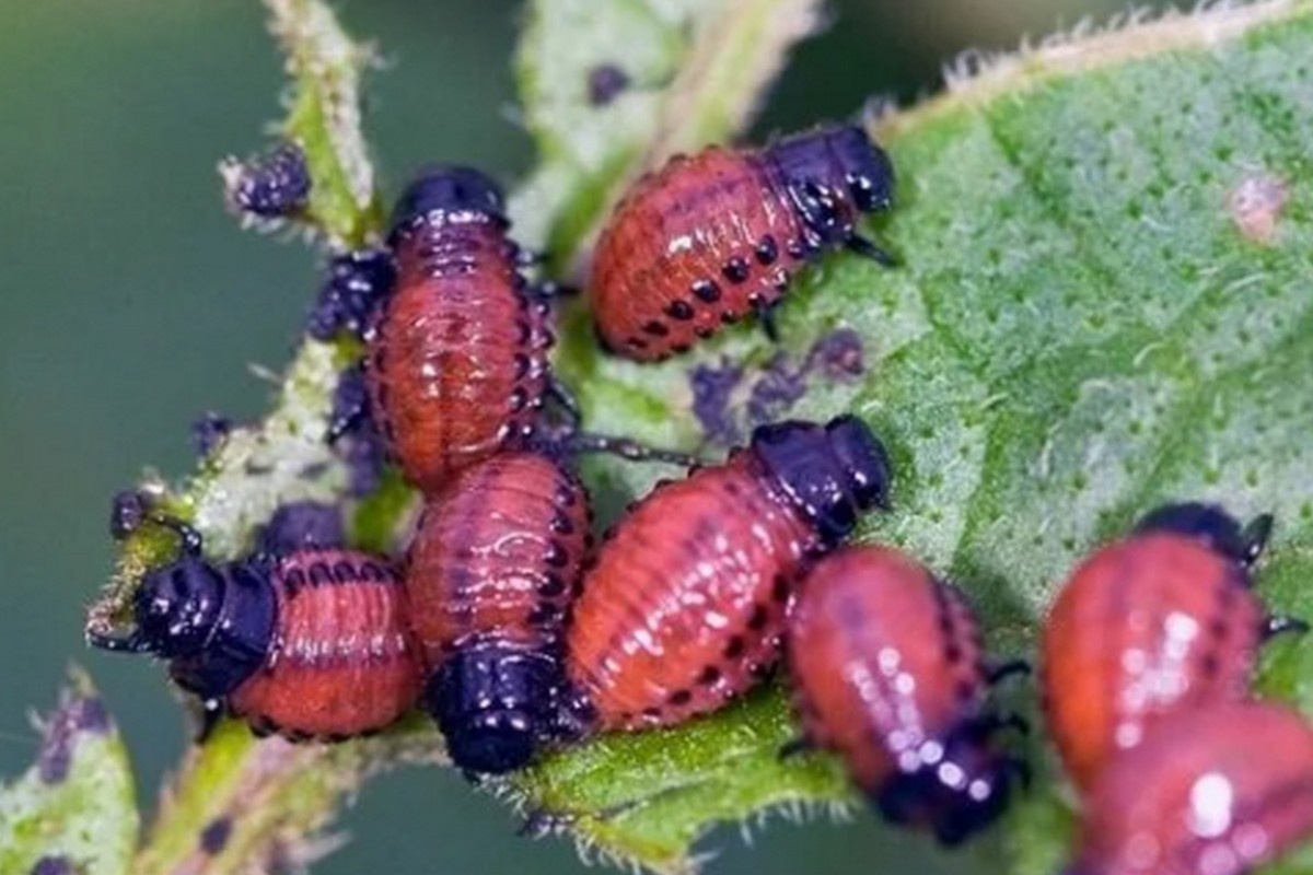 Фото с сайта: https://zelenogradsk.com/news/?ELEMENT_ID=25207