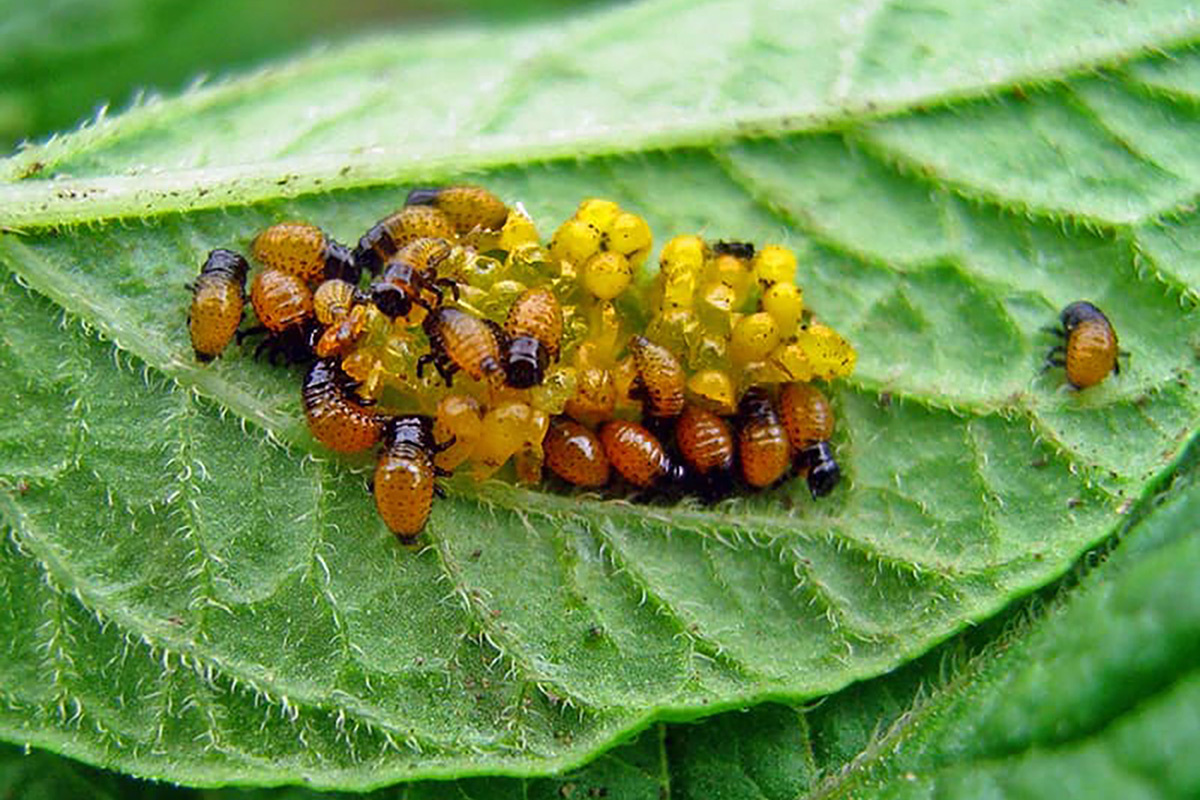 Фото с сайта: https://fotoblur.ru/koloradskiy/juk/i/ego/lichinki/pitayutsya/listyami/