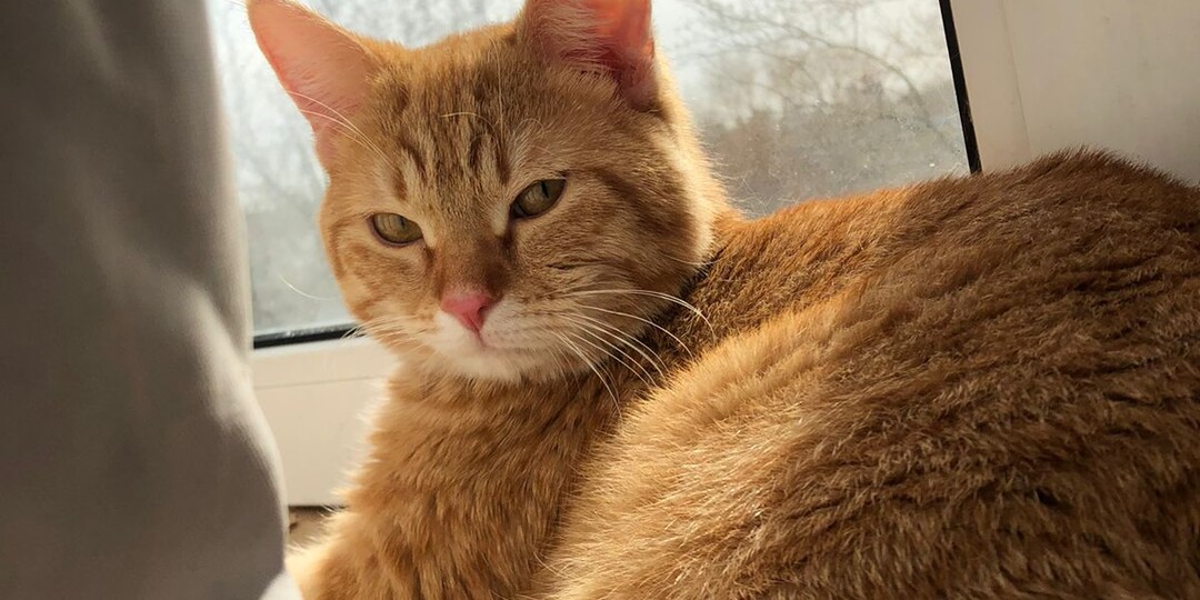 Кошка-заложница. Ч.1