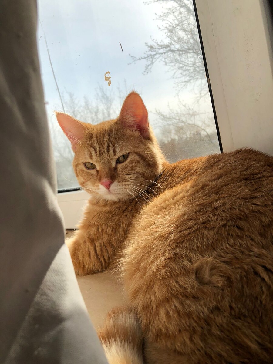 Гарфилд (временно-Барсик) и впоследствии - Ржавый.