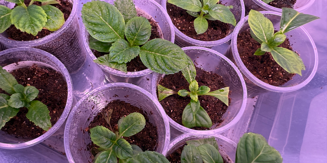 Как дорастить летние черенки гортензии к зиме: пошаговая инструкция