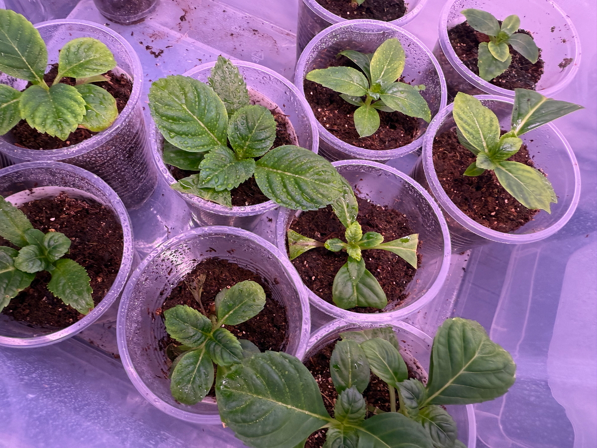 Укорененные черенки крупнолистных гортензий стоят в доме под фитолампами, ноябрь 2025