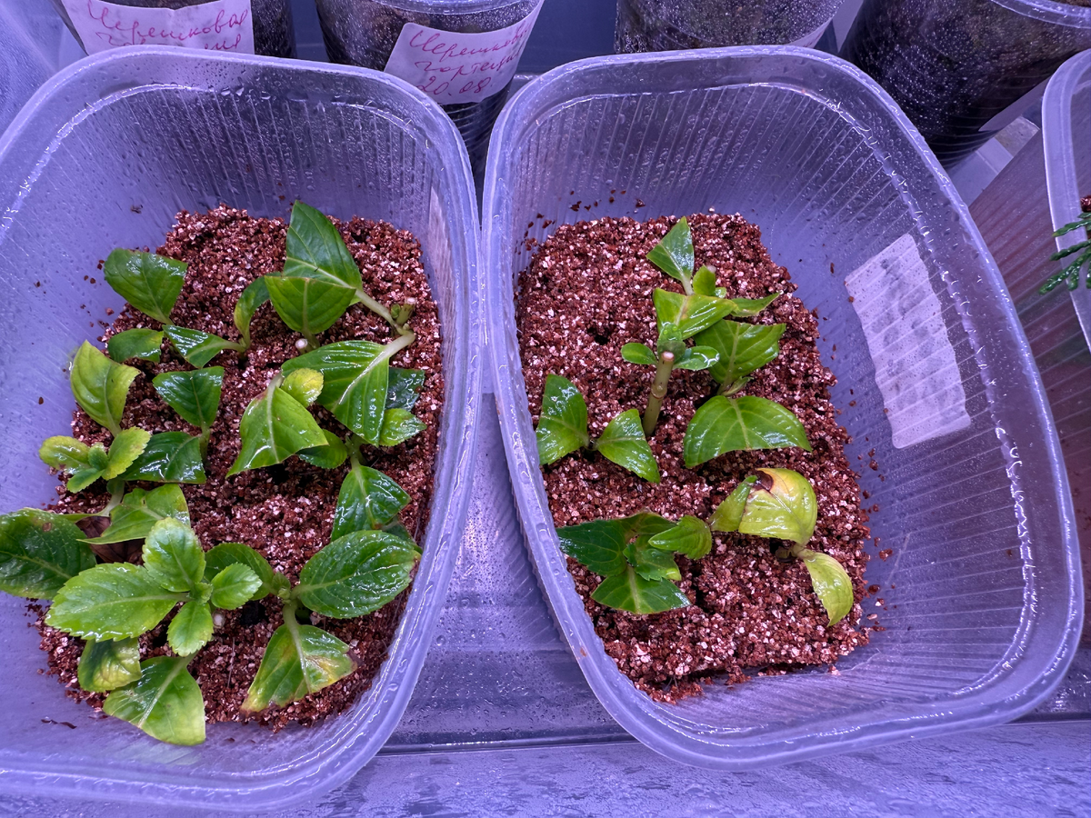 Эти черенки давно надо было рассадить по стаканчикам, ноябрь 2025