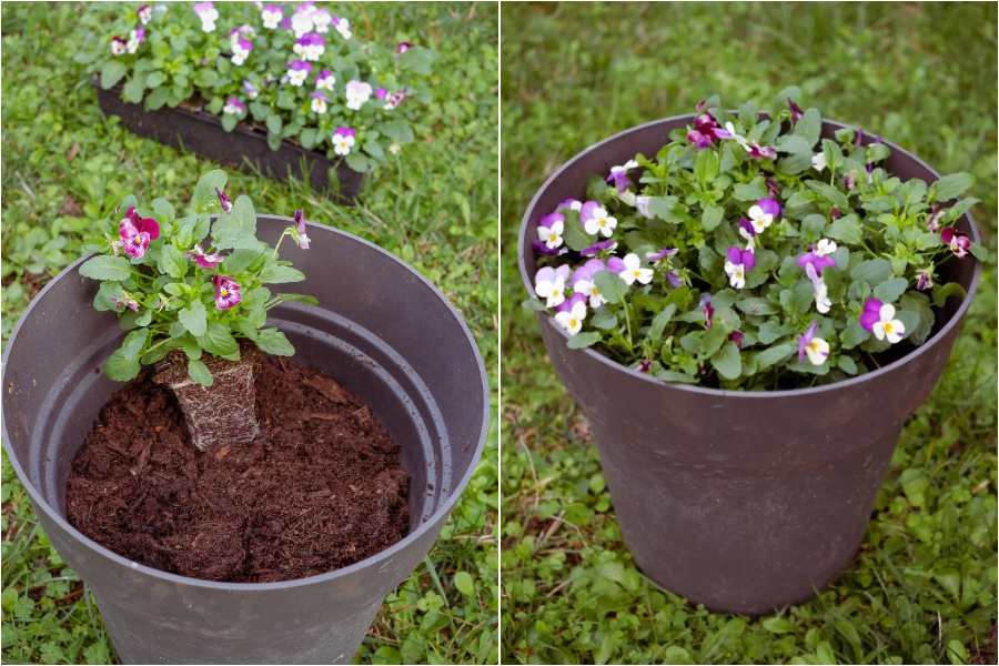После выкопки луковиц высадите в горшки анютины глазки.