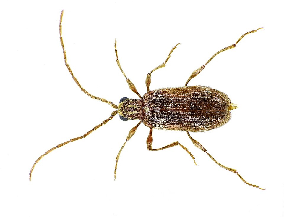 Фото с сайта: https://de.wikipedia.org/wiki/Kräuterdieb