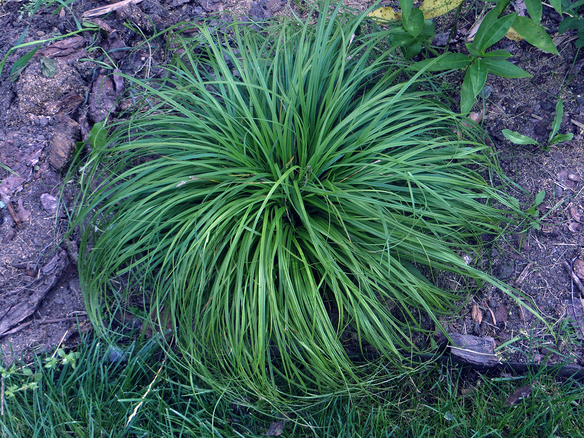    К концу лета уже стали закручиваться «лохмы»