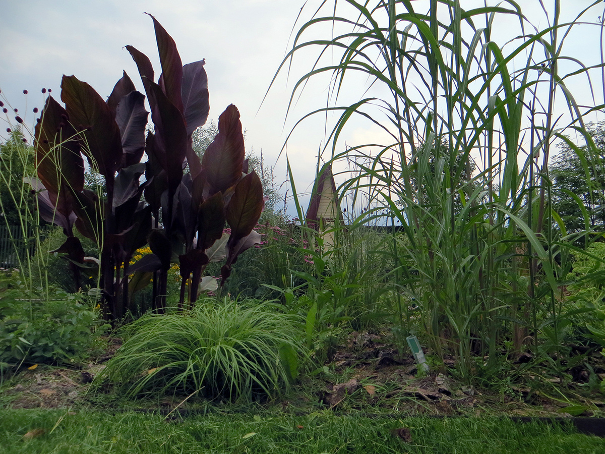    Здесь она на переднем плане