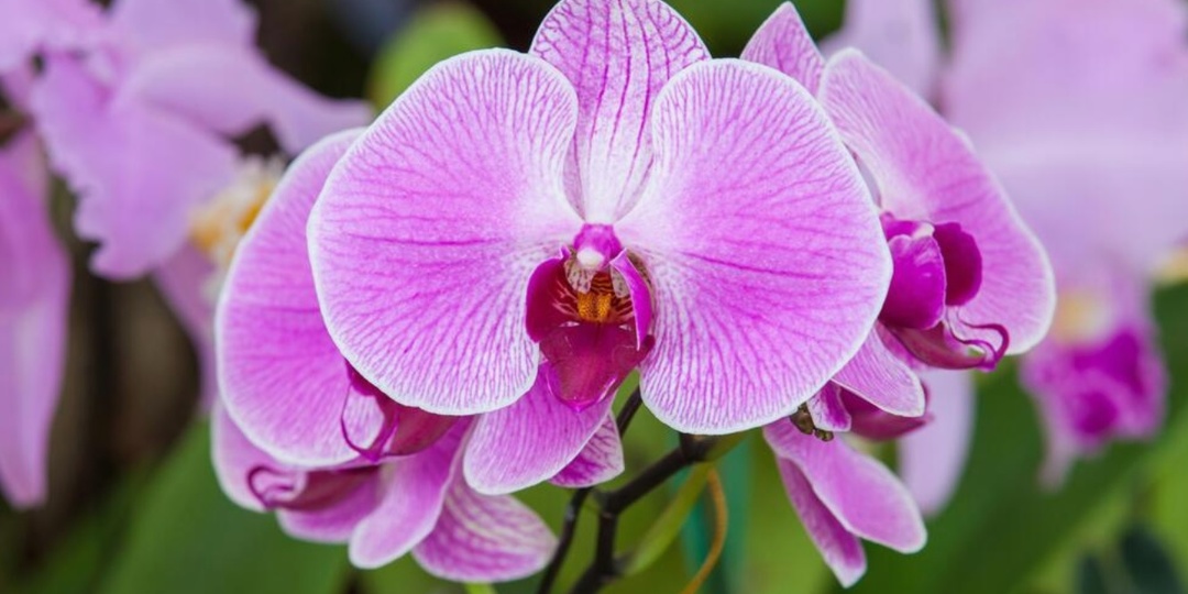 Орхидея - королева зимы: как ухаживать за цветущей орхидеей из магазина