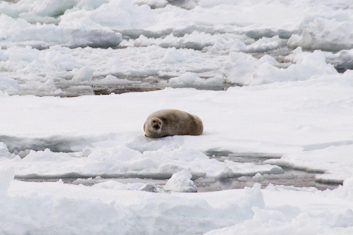 Фото с сайта: https://commons.wikimedia.org/wiki/File:Harp_seal_(probable)_Pagophilus_groenlandicus_(32849279523).jpg