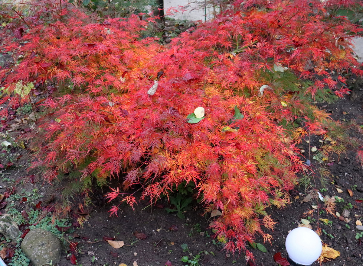 Листайте галерею вправо. Японские клены