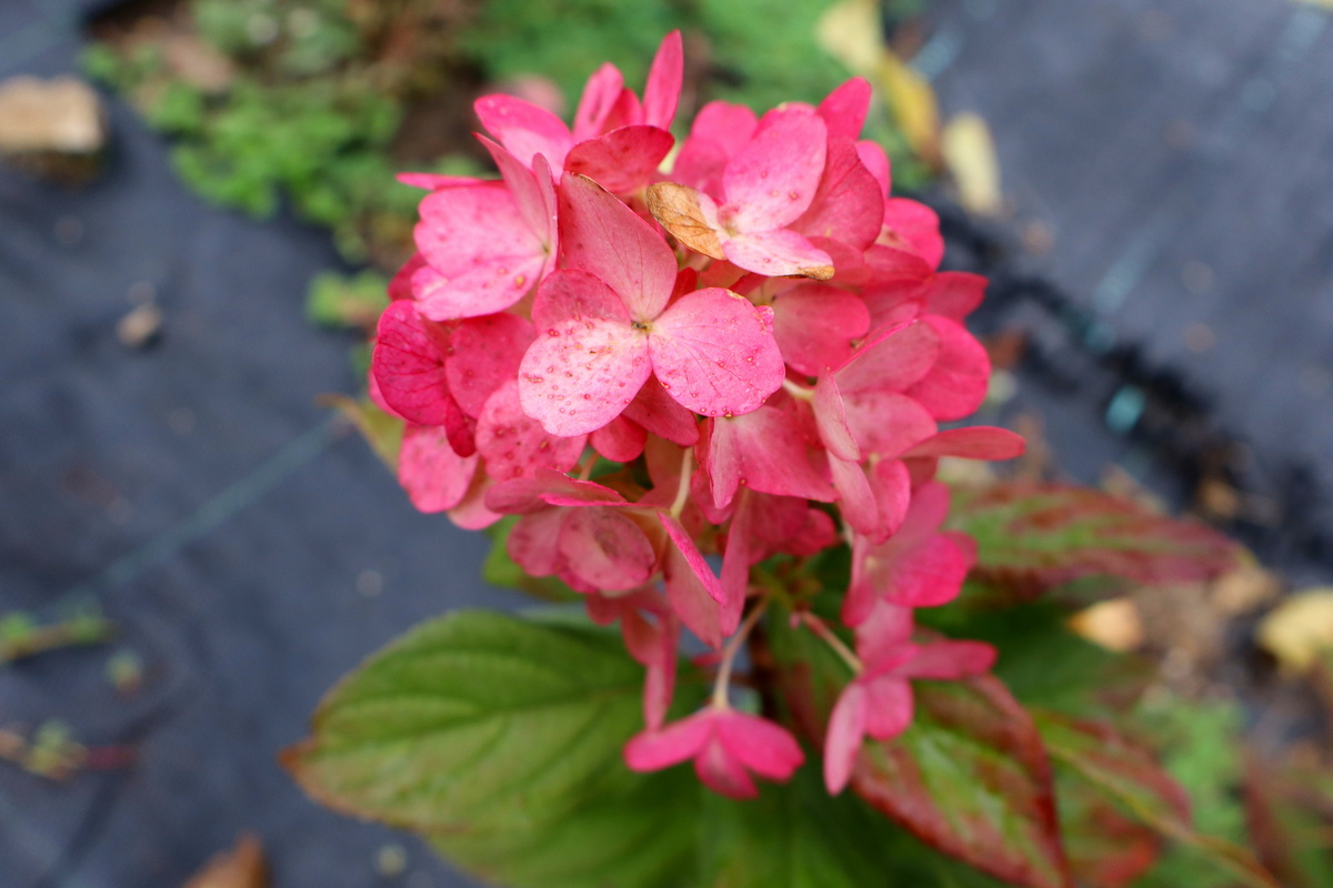 Листайте влево. Гортензии метельчатые