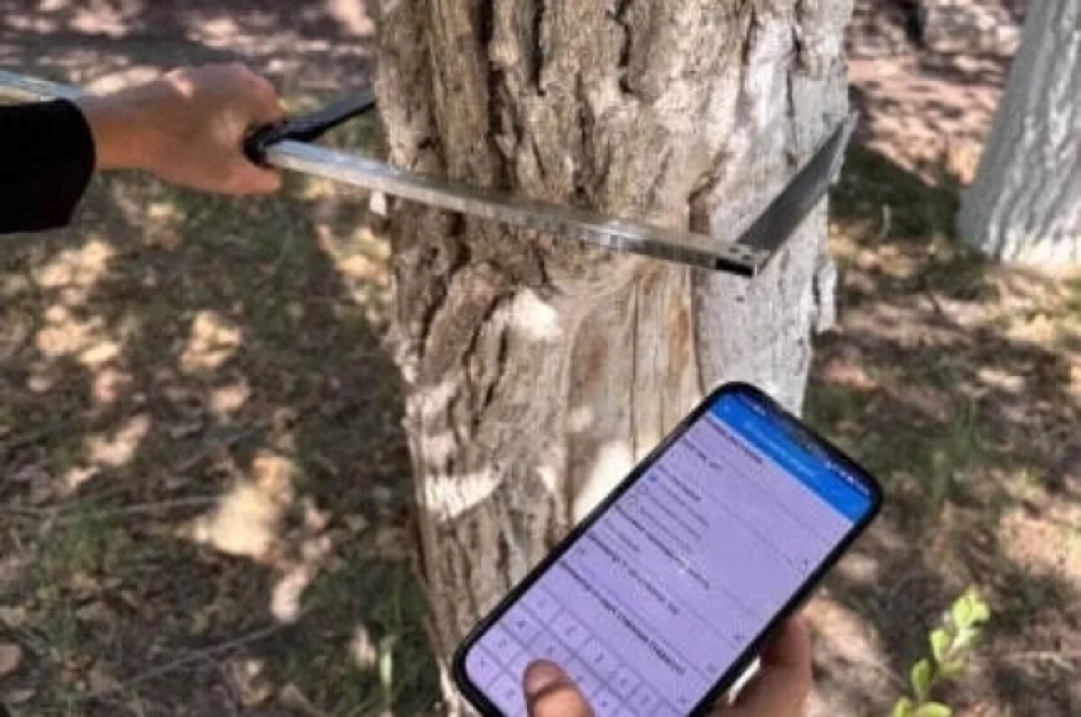    В Ульяновске подвели итоги первого этапа инвентаризации зелёных насаждений